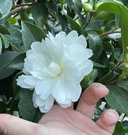 Die Schönheit weißer Blumen - Leopold-Ullstein-Schule